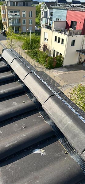Taubenspikes Taubenabwehr